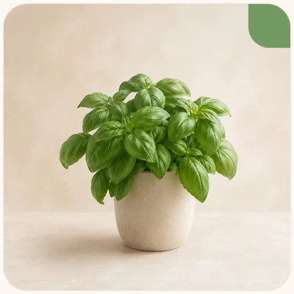 Basilic